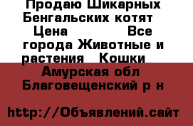 Продаю Шикарных Бенгальских котят › Цена ­ 17 000 - Все города Животные и растения » Кошки   . Амурская обл.,Благовещенский р-н